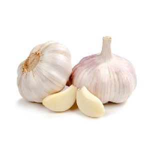 fresh-garlic_looking For distributors